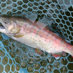 アタリ連発！ ～岡崎トラウトポンド～